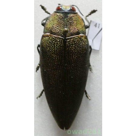 Steraspis speciosa (Klug, 1829) Tanzania 42mm41